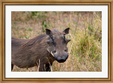 Framed South Africa, KwaZulu Natal, warthog wildlife Print