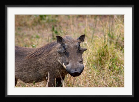Framed South Africa, KwaZulu Natal, warthog wildlife Print