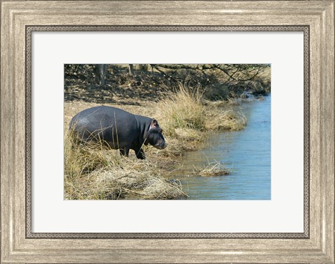 Framed South Africa, KwaZulu Natal, Wetlands, hippo Print