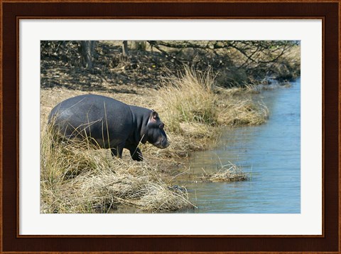 Framed South Africa, KwaZulu Natal, Wetlands, hippo Print