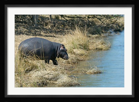 Framed South Africa, KwaZulu Natal, Wetlands, hippo Print