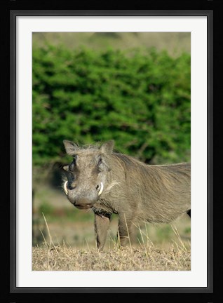 Framed South Africa, KwaZulu Natal, Zulu Nyala GR, Warthog Print