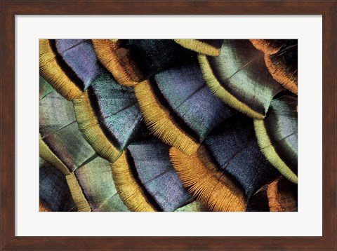Framed South American Ocellated Turkey Print