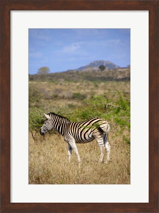 Framed South Africa, Zulu Nyala Game Reserve, Zebra Print