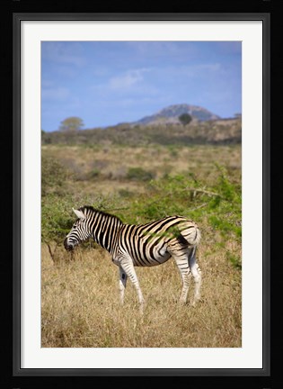 Framed South Africa, Zulu Nyala Game Reserve, Zebra Print