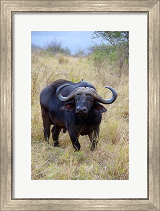 Framed South Africa, Zulu Nyala GR, Cape Buffalo Print