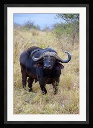 Framed South Africa, Zulu Nyala GR, Cape Buffalo Print