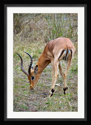 Framed South Africa, Zulu Nyala GR, Impala wildlife Print