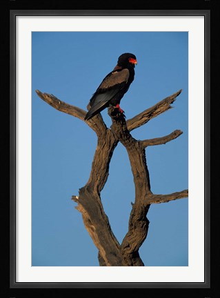 Framed South Africa, Kgalagadi, Bateleur, African raptor bird Print
