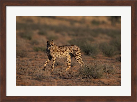 Framed South Africa, Kgalagadi Transfrontier Park, Cheetah Print