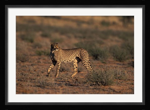Framed South Africa, Kgalagadi Transfrontier Park, Cheetah Print