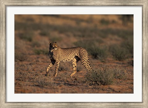 Framed South Africa, Kgalagadi Transfrontier Park, Cheetah Print