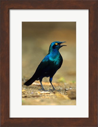 Framed South Africa, Kruger, Greater Blue Eared Starling bird Print