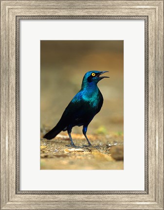 Framed South Africa, Kruger, Greater Blue Eared Starling bird Print
