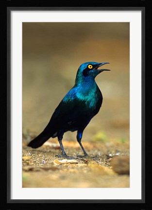 Framed South Africa, Kruger, Greater Blue Eared Starling bird Print
