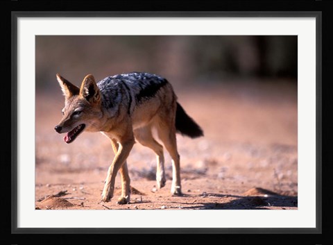 Framed South Africa, Kgalagadi, Kalahari, Black Backed Jackal Print