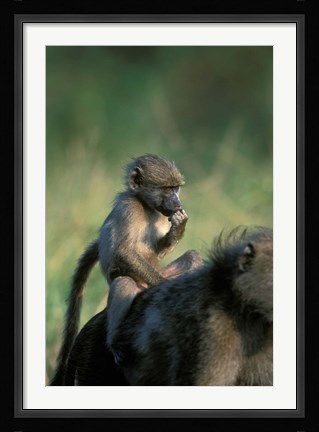 Framed South Africa, Kruger NP, Chacma Baboon troop in grass Print