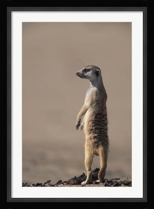 Framed South Africa, Kgalagadi, Meerkat, Mongoose Print