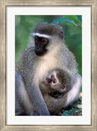 Framed South Africa, Tsitsikamma NP, Vervet Monkey, rainforest Print