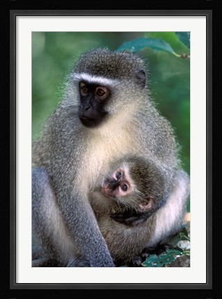 Framed South Africa, Tsitsikamma NP, Vervet Monkey, rainforest Print