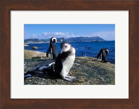 Framed South Africa, Simon&#39;s Town, Jackass Penguin, coastline Print