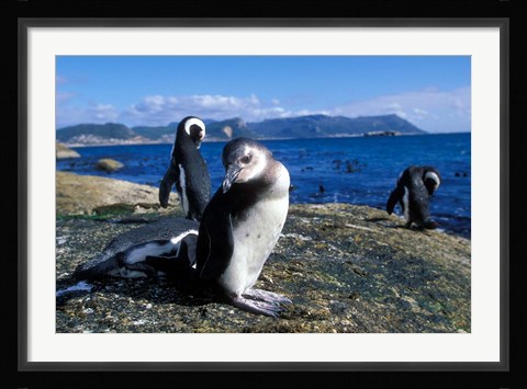 Framed South Africa, Simon's Town, Jackass Penguin, coastline Print