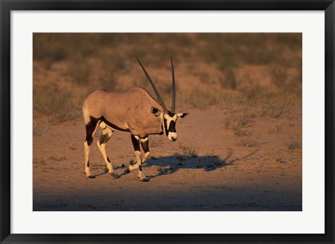 Framed South Africa, Kalahari Desert, Gemsbok wildlife Print