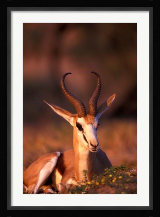 Framed South Africa, Springbok wildlife, Kalahari Desert Print