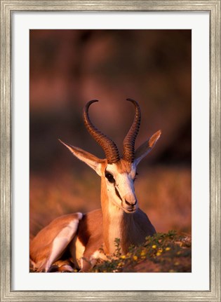 Framed South Africa, Springbok wildlife, Kalahari Desert Print