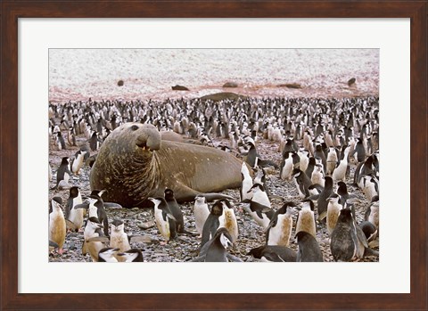 Framed Southern Elephant Seal big bull and chinstrap penguins, wildlife, South Georgia Print