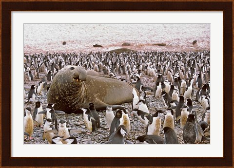Framed Southern Elephant Seal big bull and chinstrap penguins, wildlife, South Georgia Print
