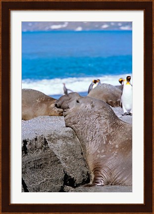 Framed Southern Elephant Seal bull waiting  to mate, Island of South Georgia Print