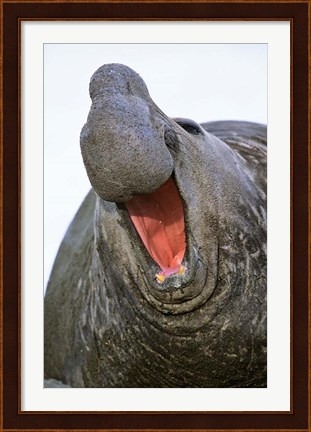 Framed Southern Elephant Seal bull, South Georgia Print