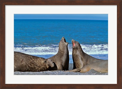 Framed Fighting Elephant Seal cows, South Georgia Print