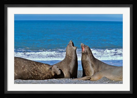 Framed Fighting Elephant Seal cows, South Georgia Print
