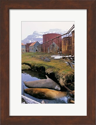Framed Southern Elephant Seal in ruins of old whaling station, Island of South Georgia Print