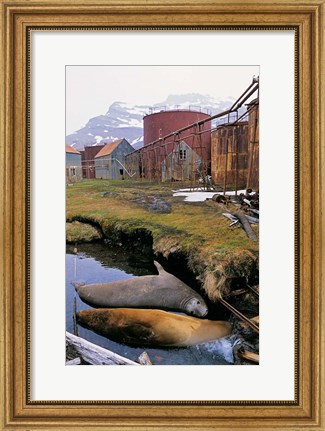 Framed Southern Elephant Seal in ruins of old whaling station, Island of South Georgia Print