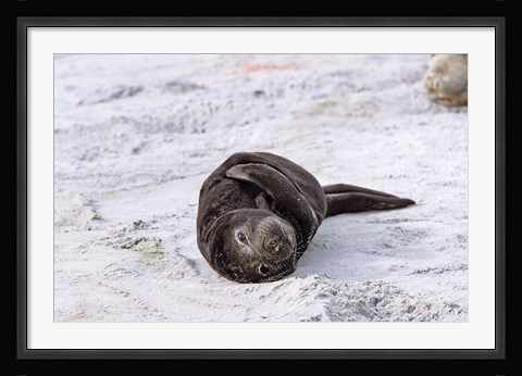 Framed Southern Elephant Seal pub resting head on whale vertebrae, South Georgia Print