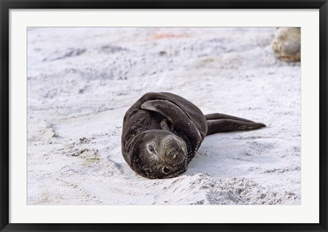 Framed Southern Elephant Seal pub resting head on whale vertebrae, South Georgia Print