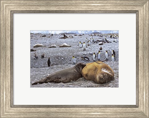 Framed Southern Elephant Seal pub suckling milk from mother, Island of South Georgia Print