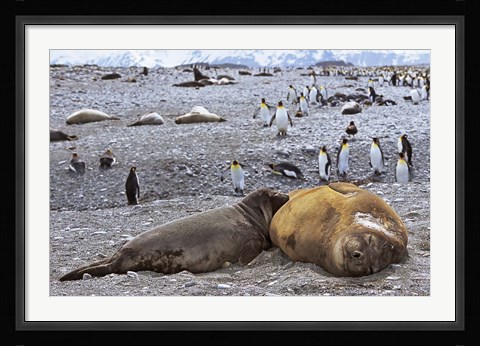 Framed Southern Elephant Seal pub suckling milk from mother, Island of South Georgia Print