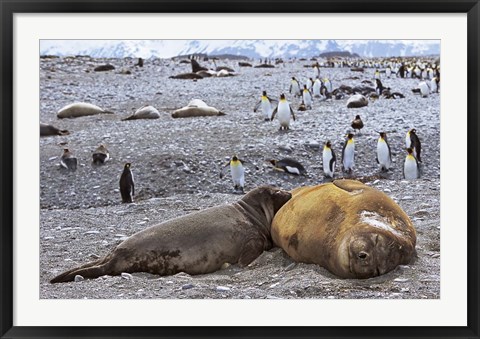 Framed Southern Elephant Seal pub suckling milk from mother, Island of South Georgia Print