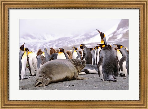 Framed Southern Elephant Seal weaned pup in colony of King Penguins Print