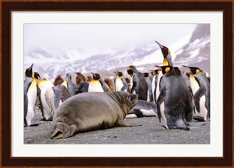Framed Southern Elephant Seal weaned pup in colony of King Penguins Print