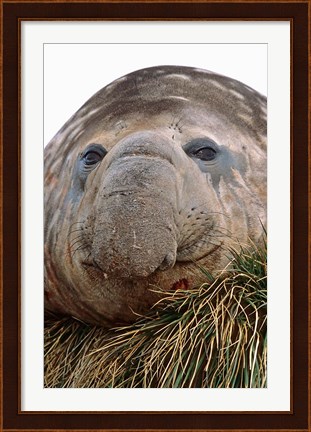 Framed Southern Elephant Seal, bull during harem and mating season, South Georgia Print