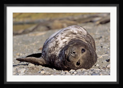 Framed Southern Elephant Seal, portrait of pub, Island of South Georgia Print