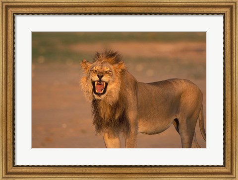 Framed South Africa, Kgalagadi, Lion, Kalahari desert Print