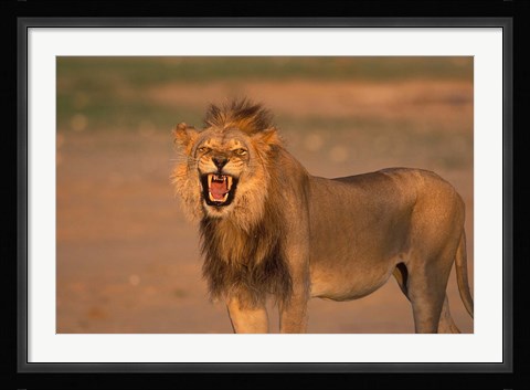 Framed South Africa, Kgalagadi, Lion, Kalahari desert Print