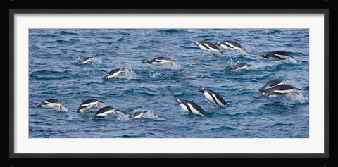 Framed South Georgia Island, Gentoo penguins Print