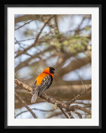 Framed Southern Red Bishop, Lake Manyara NP, Tanzania Print